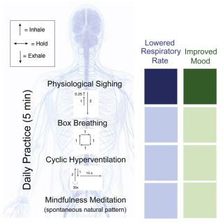 Source: Balban et al., 2023/Cell Reports Medicine (CC BY-NC-ND 4.0) Source: Balban et al., 2023/Cell Reports Medicine (CC BY-NC-ND 4.0)