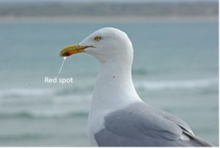 Source: Stephen McCay CC4/Wikimedia Commons Source: Stephen McCay CC4/Wikimedia Commons