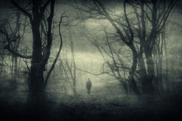 Horror forest landscape, surreal haunted woods.