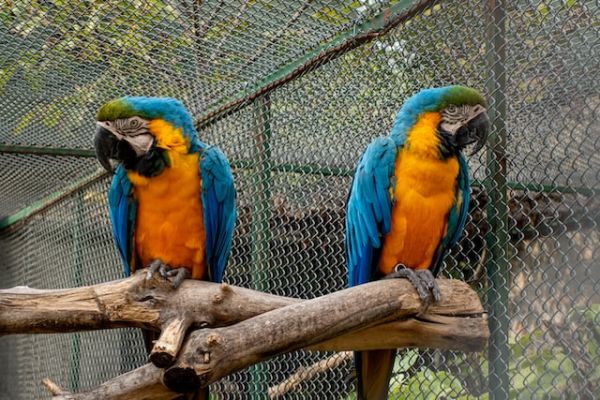Parrots facing opposite directions
